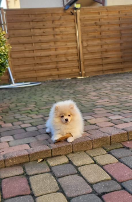 Szpic miniaturowy pomeranian