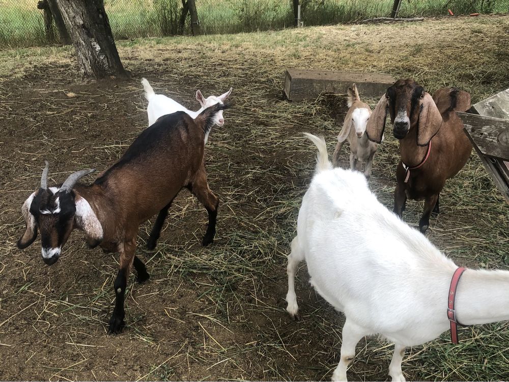 Продам кози Англо Нубійки.