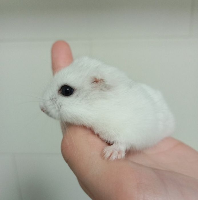 Джингарский хомячок,белоснежного окраса  10 месяцев