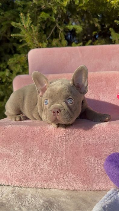 Buldog Francuski dziewczynka New shade Isabella