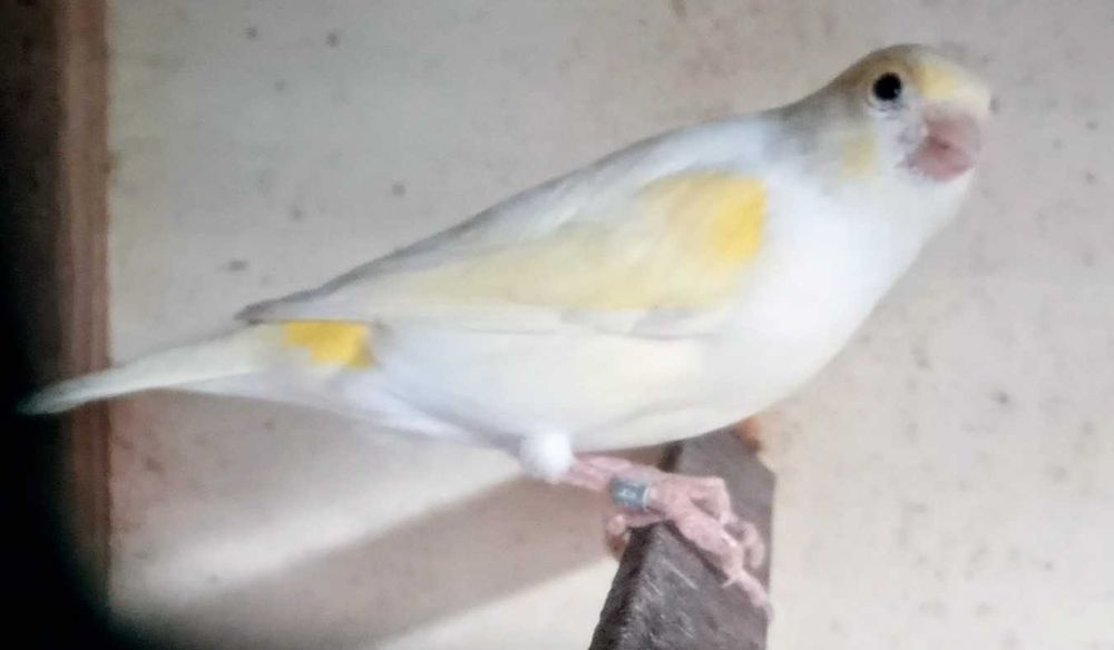 Canários, vários tipos e raças