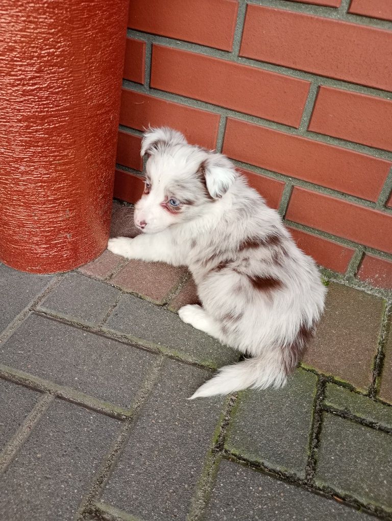 Border Collie red merle gotowe do odbioru