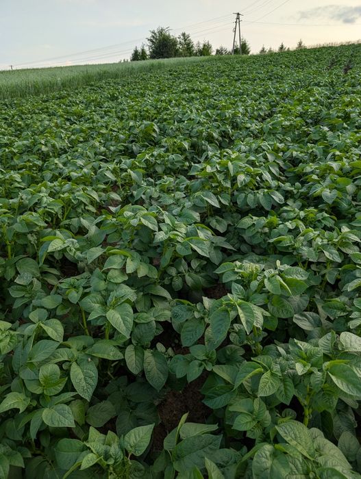 Sprzedam ziemniaki jadalne