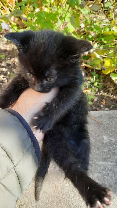 Віддам в добрі руки котенят