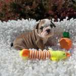 Buldog angielski sunia