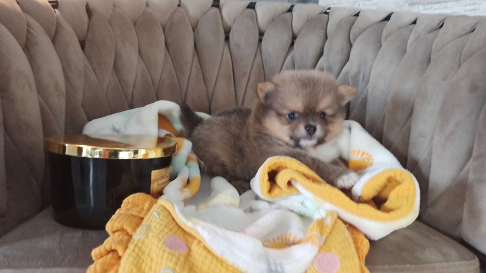 Pomeranian* szpic miniaturowy piesek ***mega slodziak