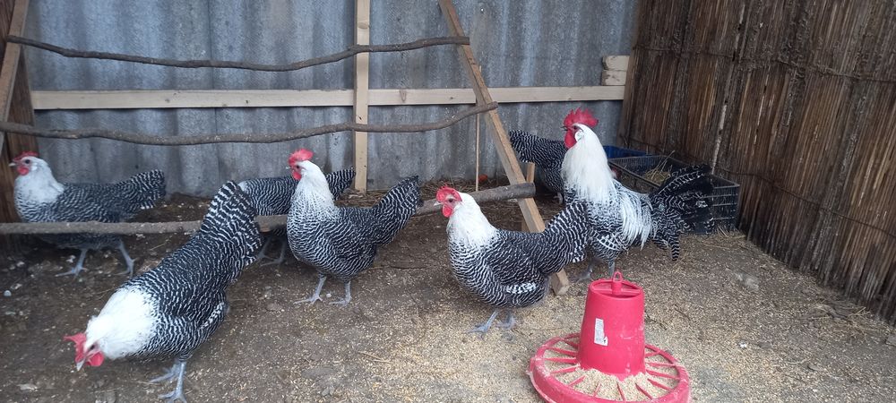 Сім'ї на продаж 9+2 Брекель Инкубаційний яйце і кури породи Брекель на