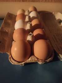 Яйця домашні курині 40 грн десяток