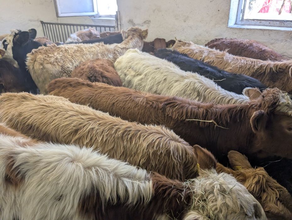 Sprzedam odsadki jałówki 40 sztuk polskie