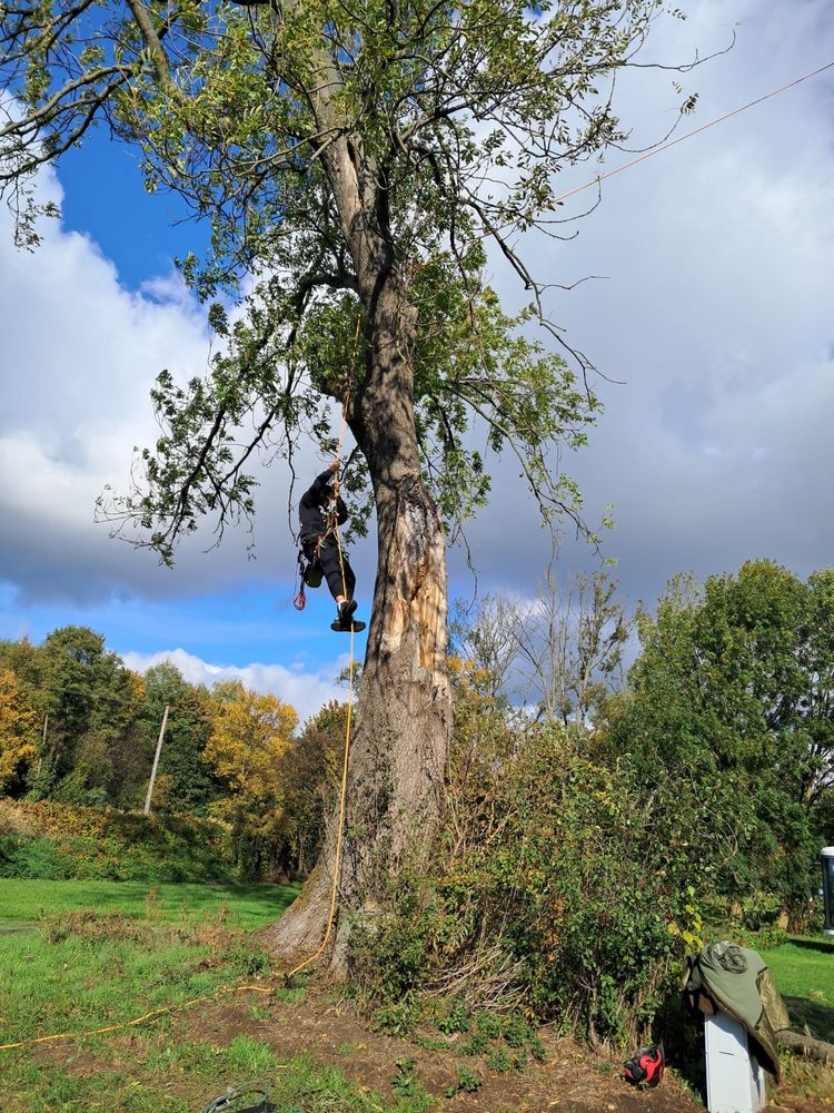 Arborysta wycinka drzew na wysokosci i nie tylko pielęgnacja drzew
