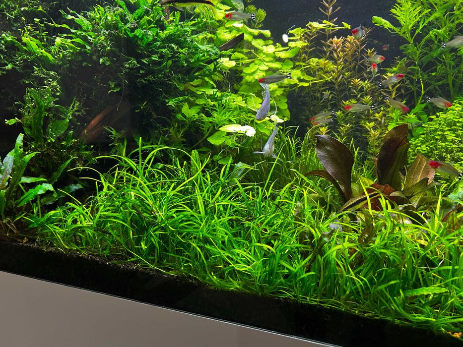 Echinodorus tenellus