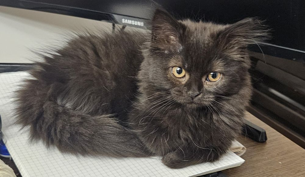 Besia - kotka brytyjska długowłosa