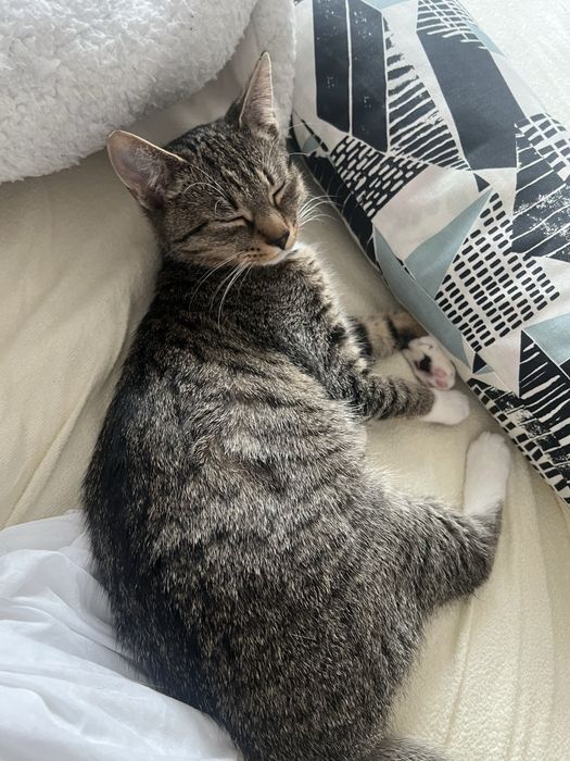 kotka ZA DARMO oddam w dobre ręce