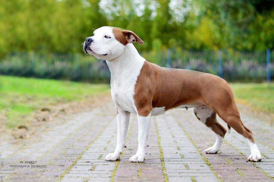 American Staffordshire Terrier, Amstaff - po Ch - ZKwP, FCI suczka