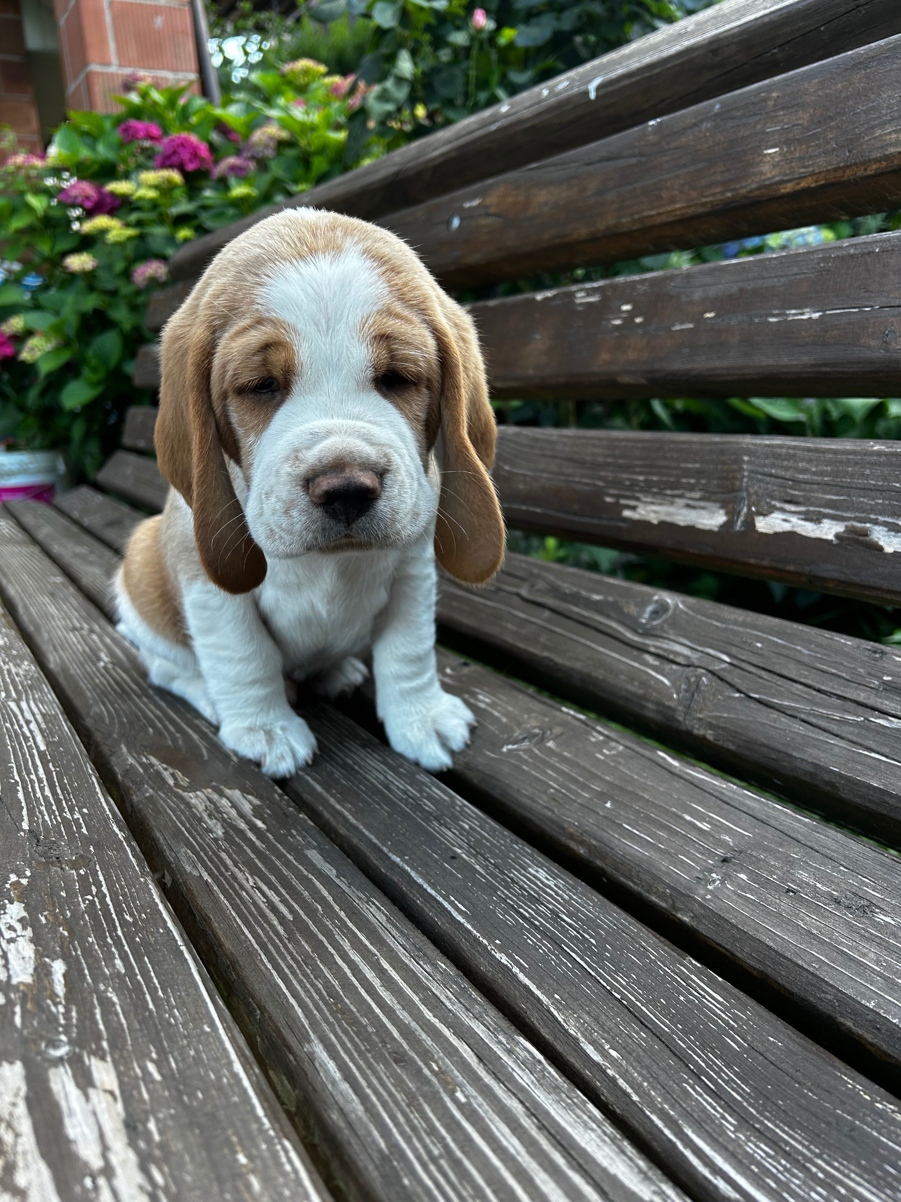 Szczeniak Beagle - piesek bicolor gotowy do odbioru