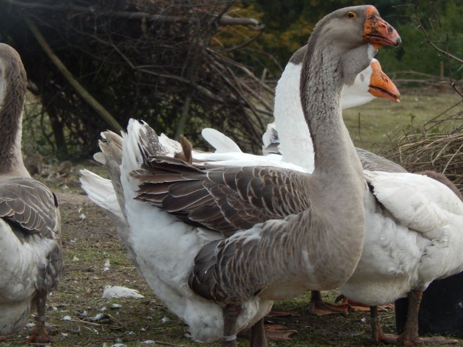 Гуси холмогори.  Холмогорські.