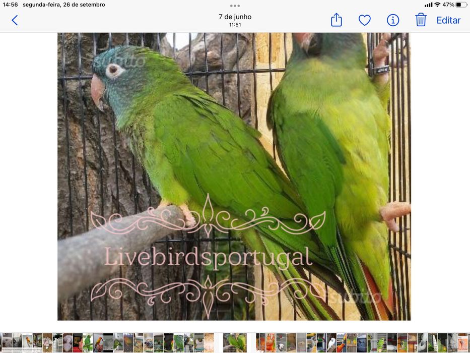 Aratinga acutucaudata (conure de cabeca azul)
