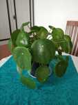 Pieniążek - Pilea