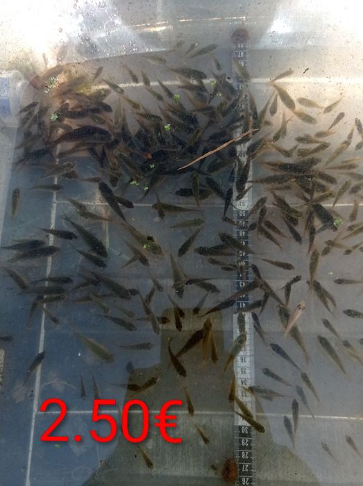 Carpas koi jovens