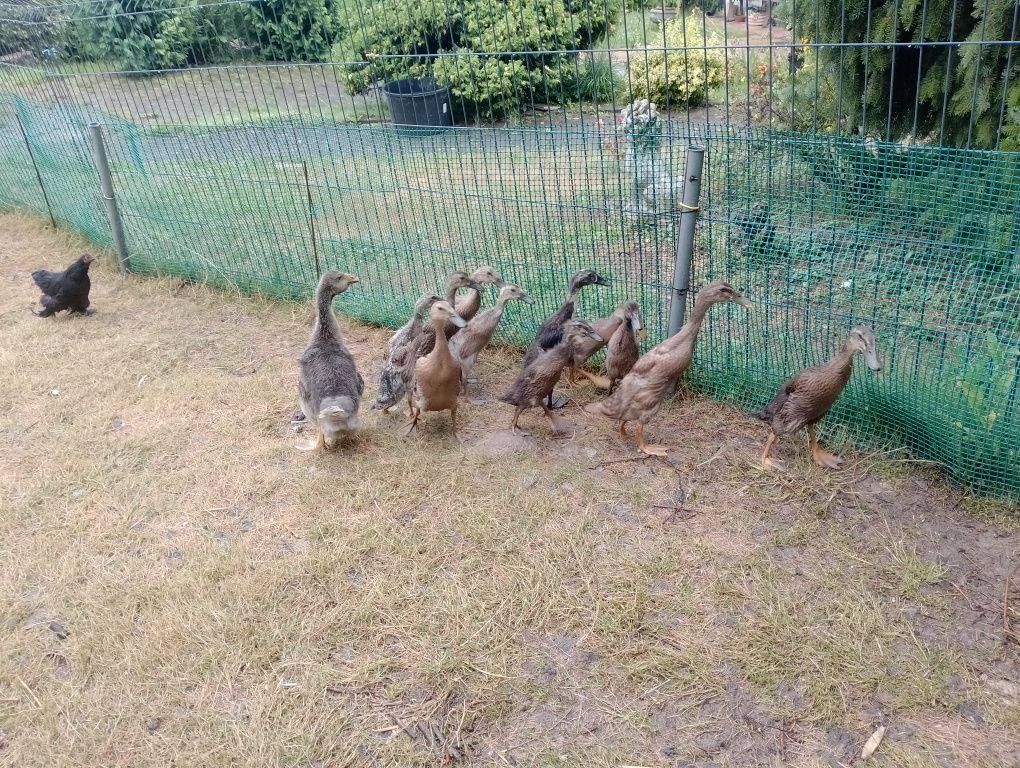 Kaczki biegusy .