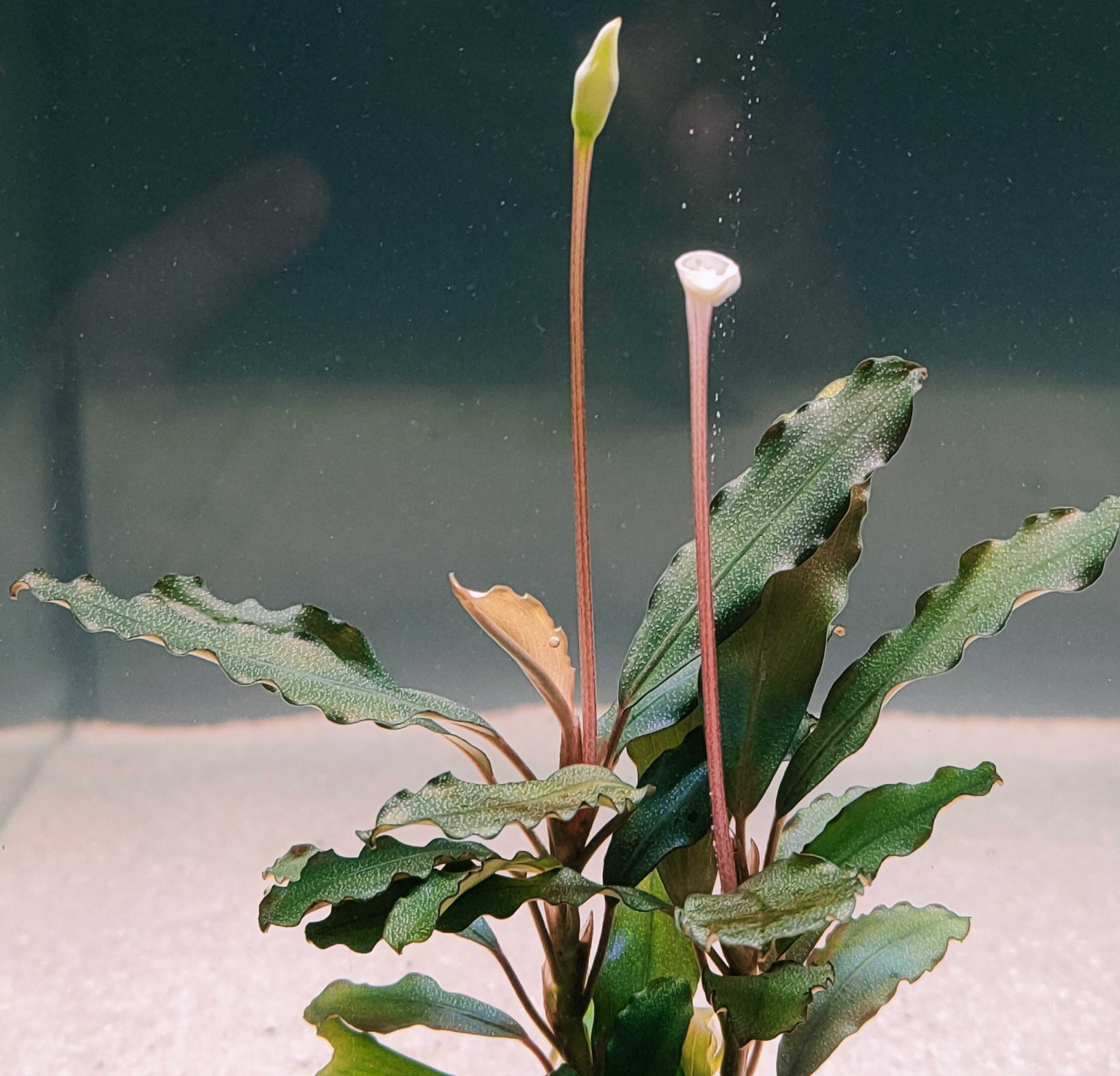 Bucephalandra Copper Rarytas