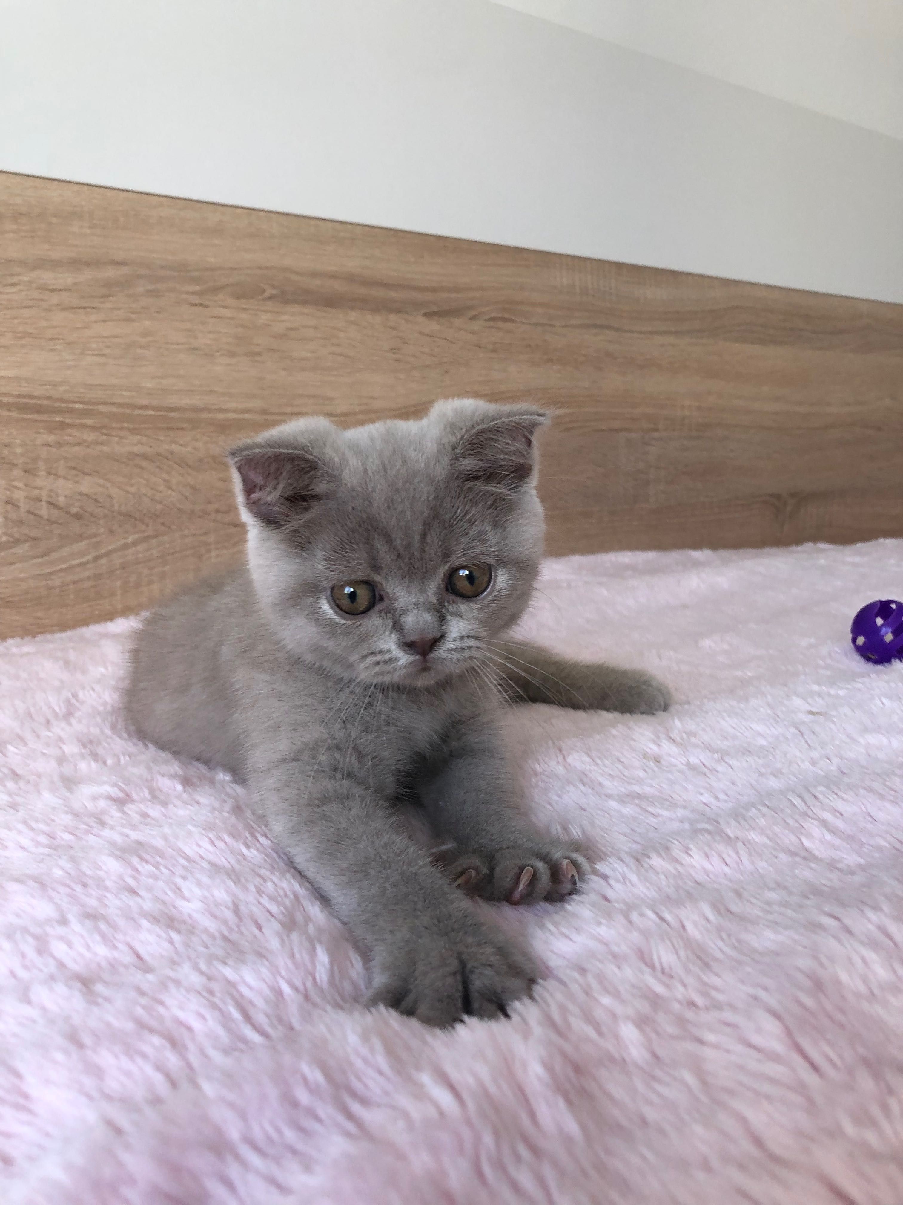 Fêmea Scottish Fold Lilac