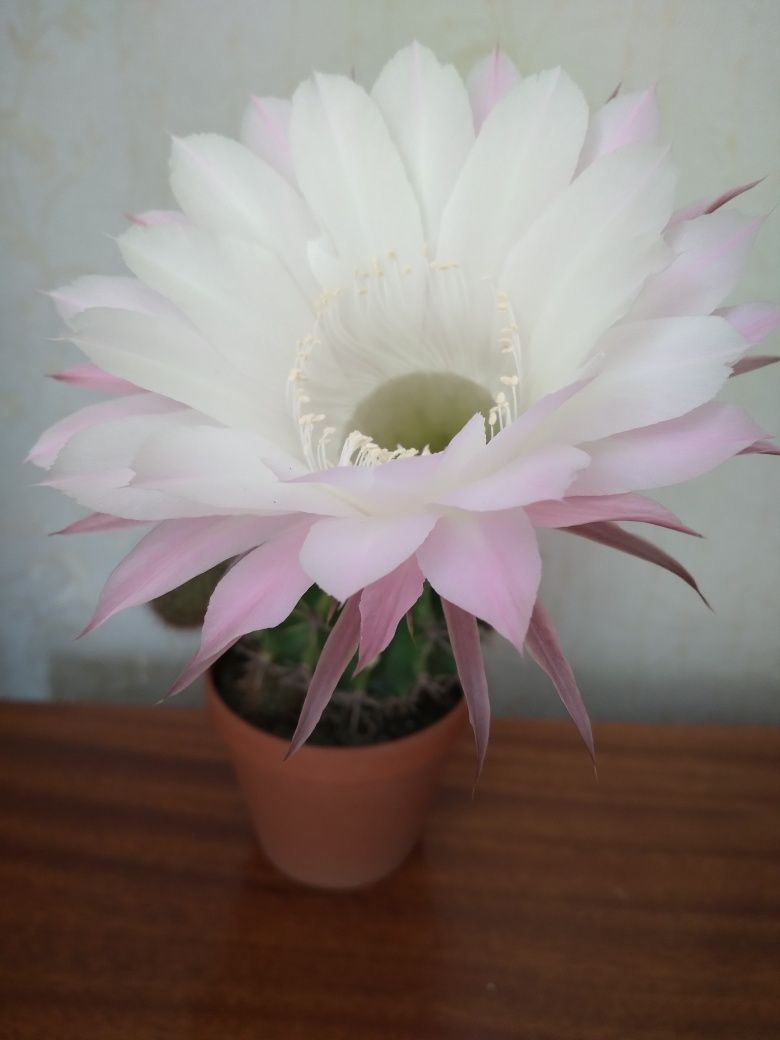 Кактус Echinopsis