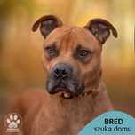 Bred szuka odpowiedzialnego domu! OTOZ Animals Ciapkowo