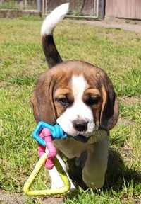 Piesek Beagle Tricolor