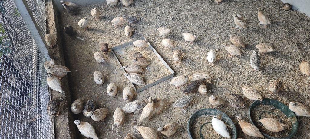 Ovos de codorniz galados e codorniz pequenas