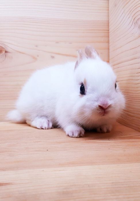 Карликовые супер мини кролики декорат.торчеухие и вислоухие кролики