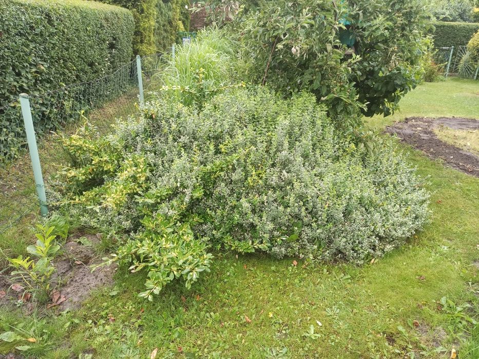 Trzmielina Fortune’a za darmo