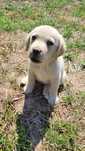 Labrador retriever biszkoptowy szczeniak