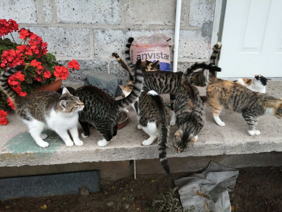 Koty dachowce 5-miesięczne