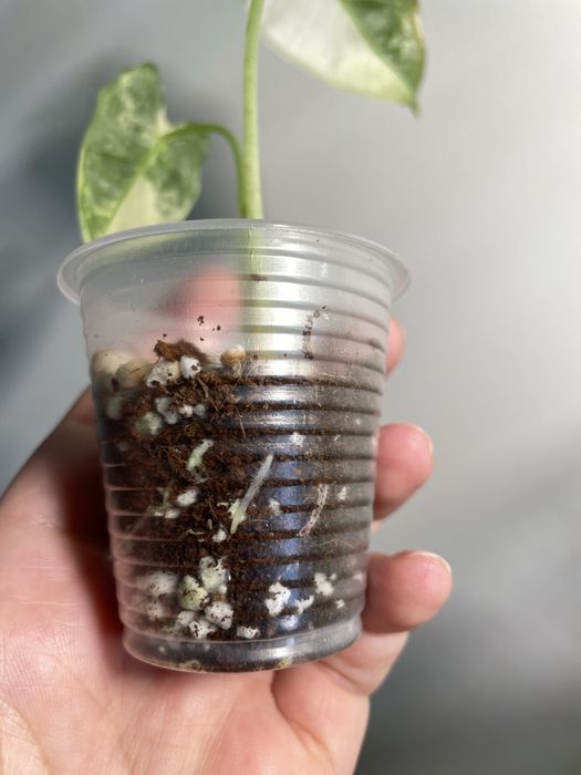 Алоказія frydek variegata