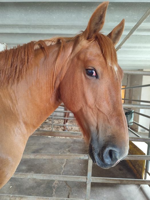 Belo cavalo crusado castrado 7 anos