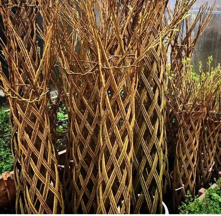 Сортовая Ива для плетения