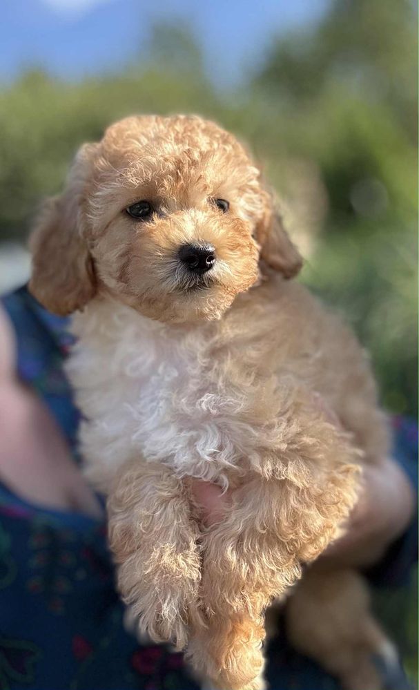 MALTIPOO Sunia  - gotowa do nowego domu