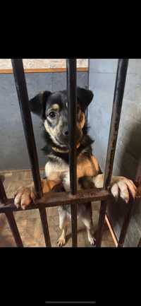 Borys, do adopcji samiec