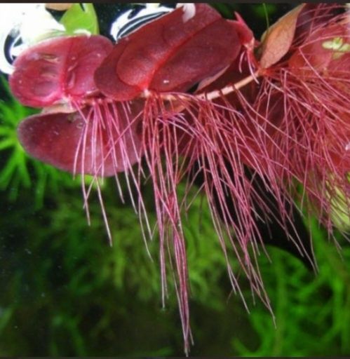 Phyllanthus fluitans