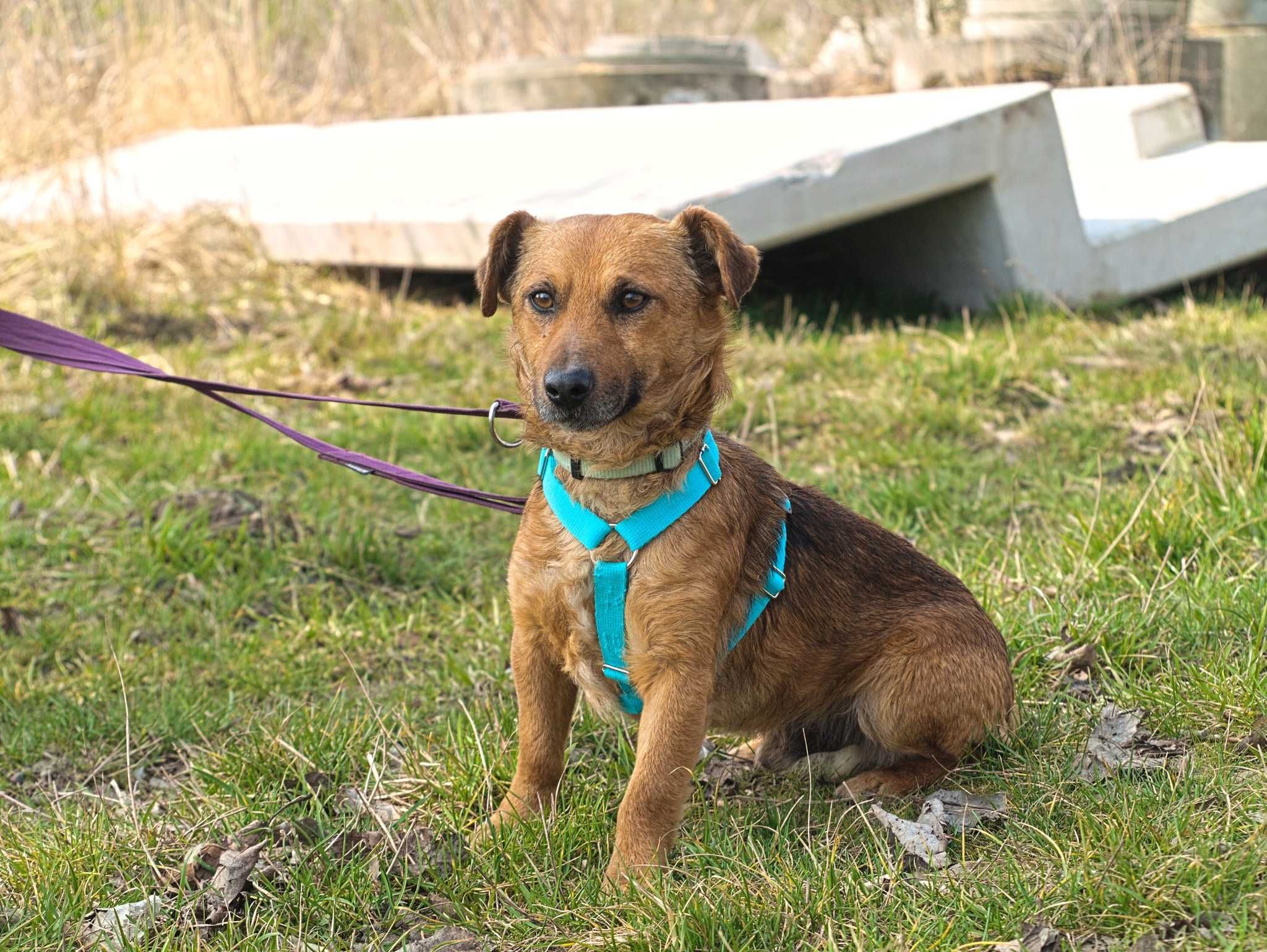 Bursztynek - rozczulający, mały psiak, idealny towarzysz - do adopcji.