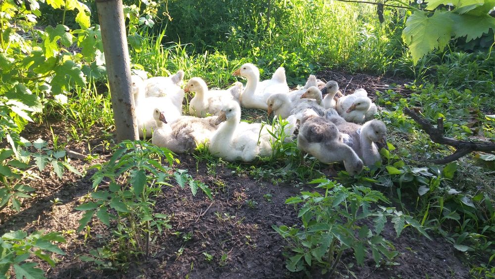 Продам гусей,индюков,курчат