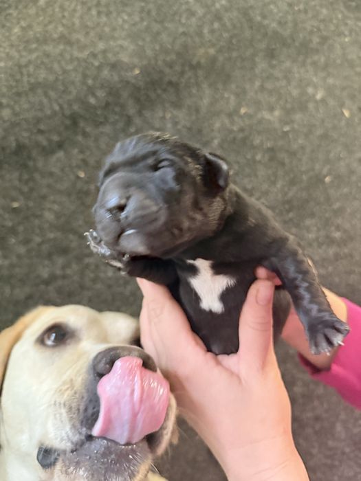 Цуцик      лабрадора