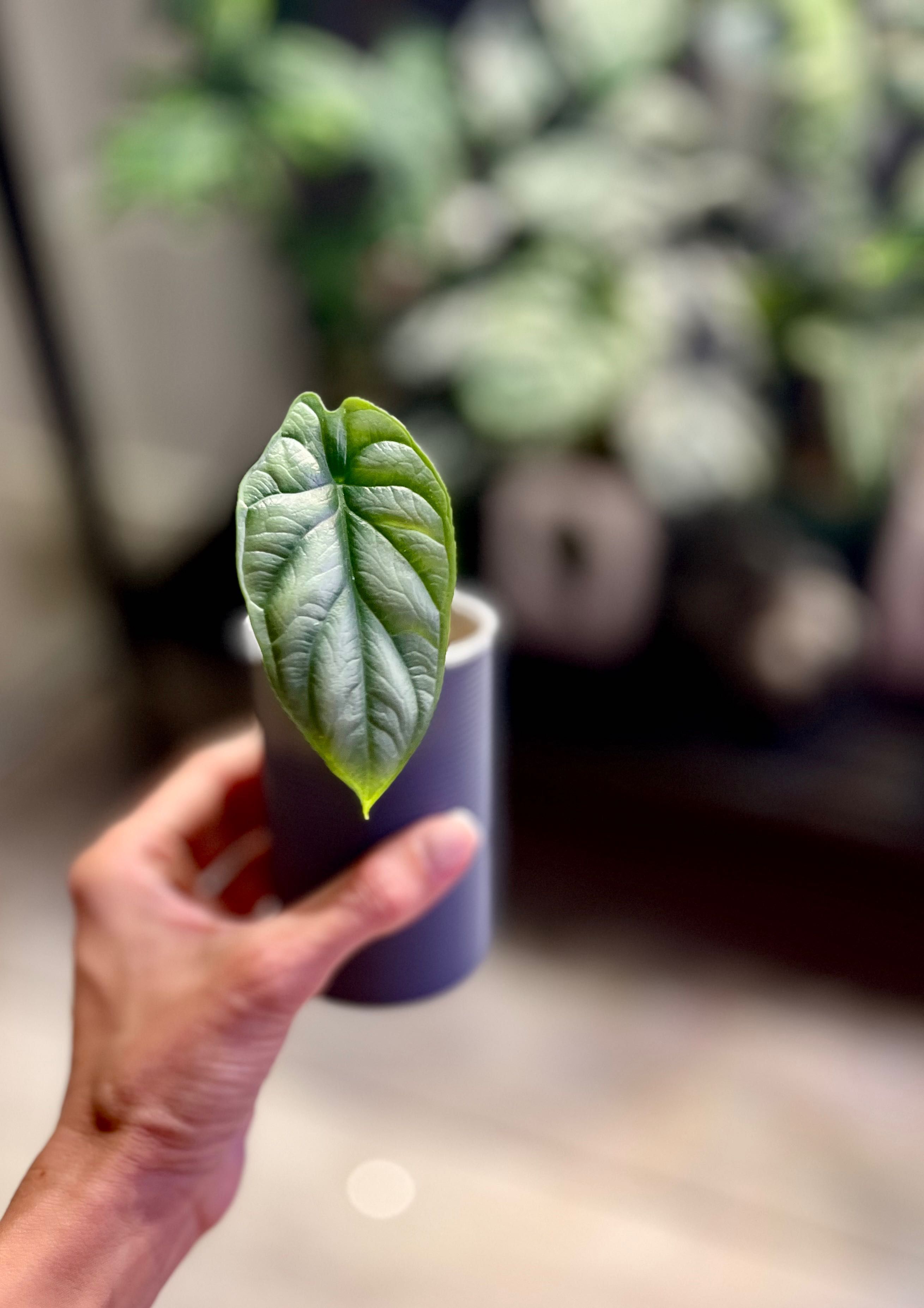 Alokazja Silver Dragon variegata hydroponika sadzonka Alocasia var