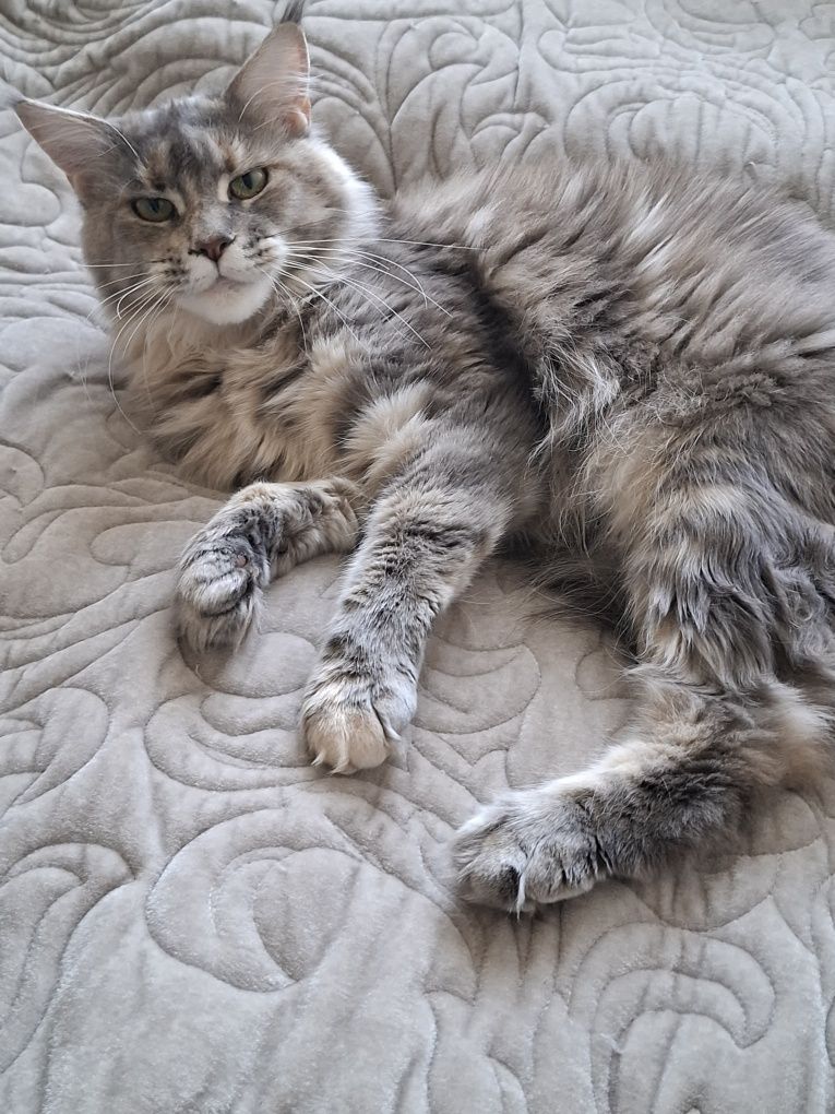 Sprzedam śliczną kotkę Maine Coon