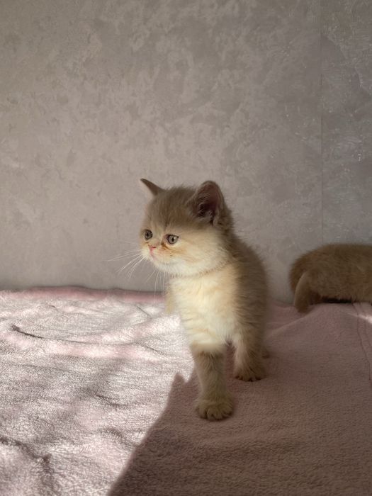 Британські кошеня