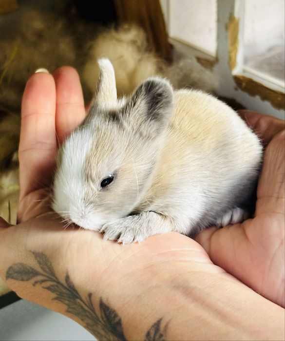 Coelhos anoes miniatura