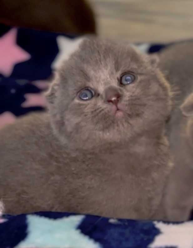 Scottish Fold Azul