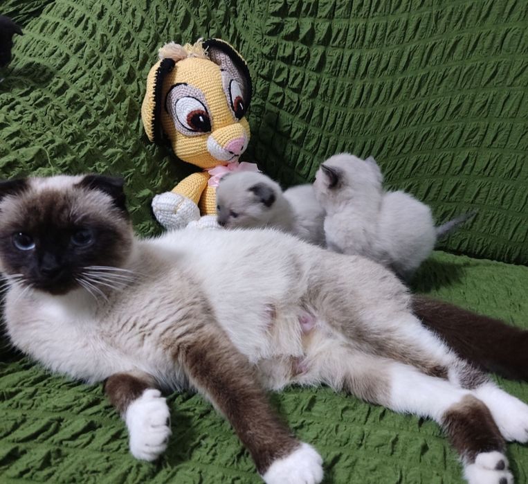 Кіт, кошеня,котик