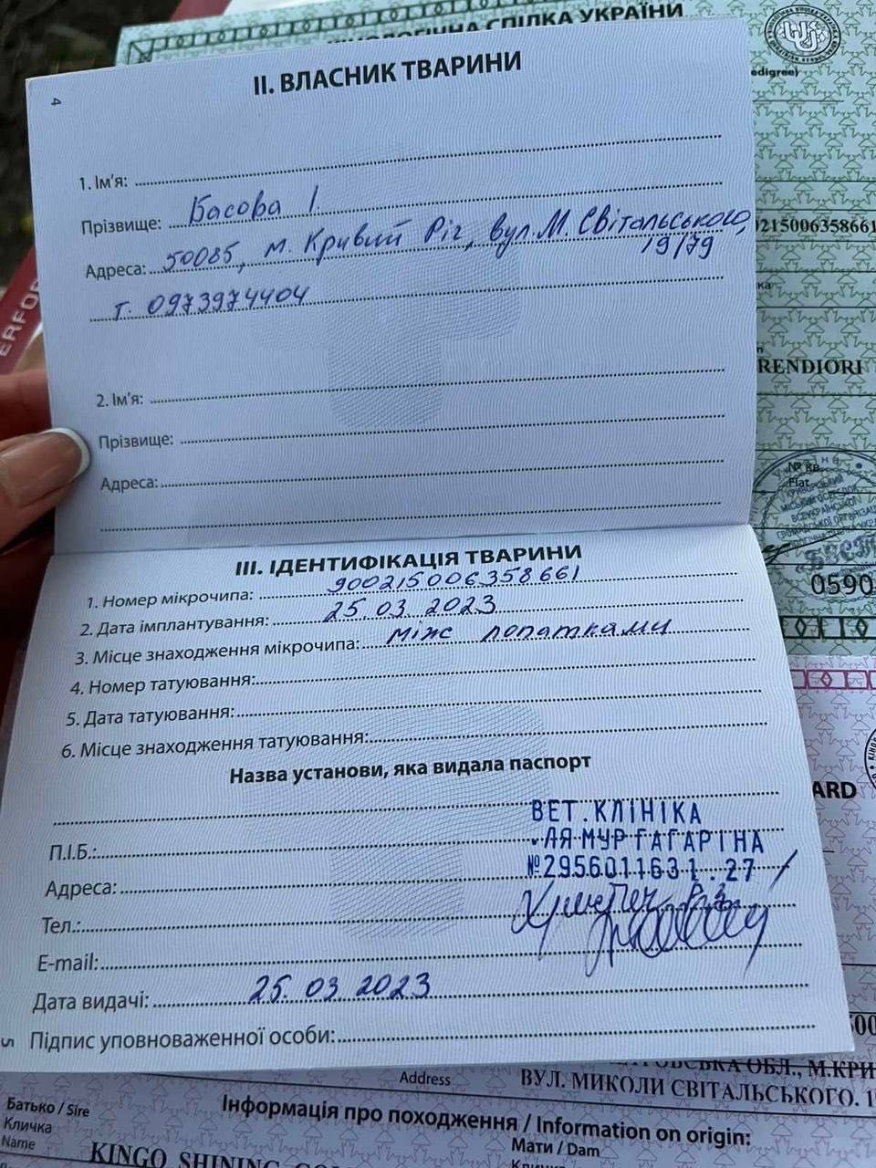 Кобель золотистого ретривера (м.Умань) шукає наречену для вʼязки